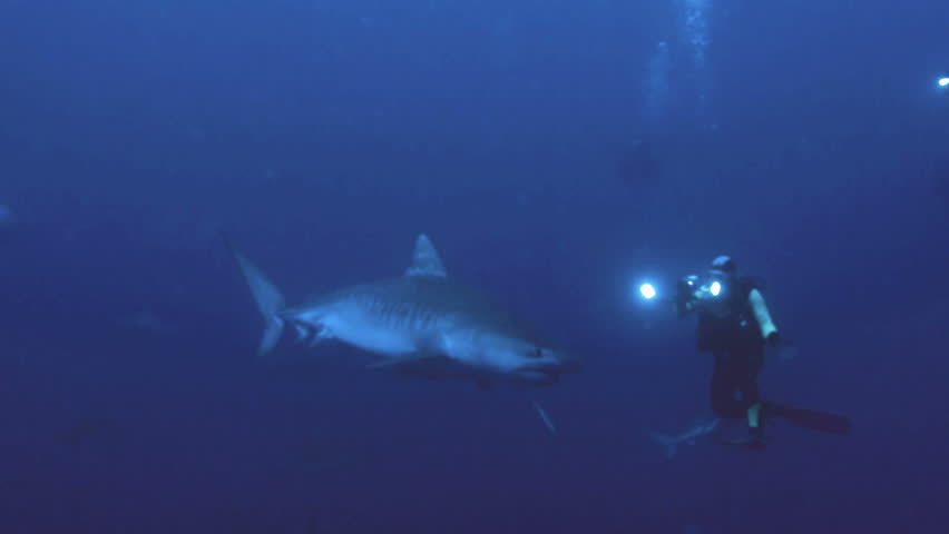 tiger shark meets scuba diver