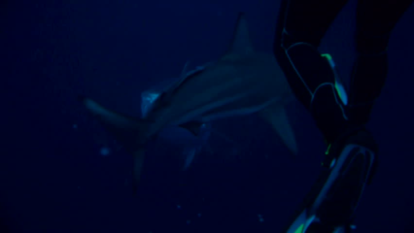 tiger shark close encounter