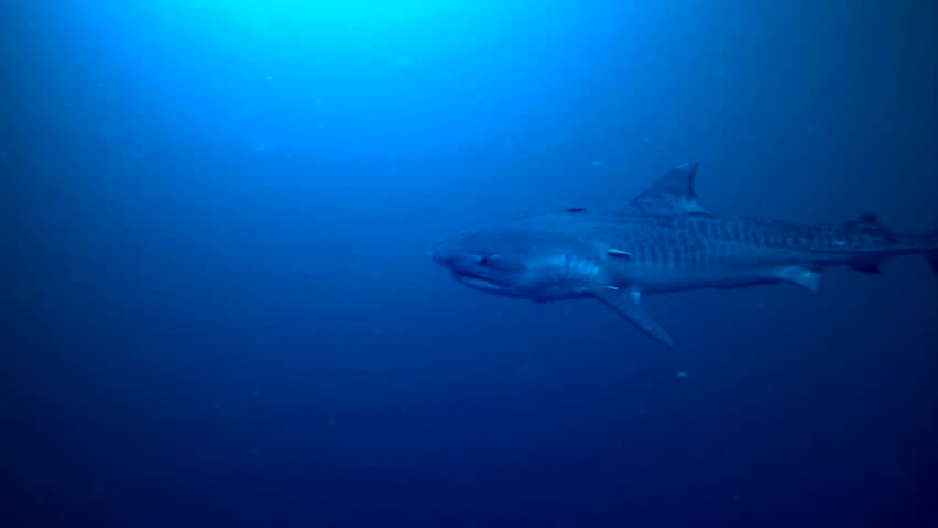 tiger shark