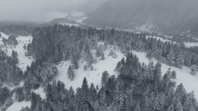 Aerial view of tree crowns in winter forest during heavy snowfall. - Powered by Shutterstock - Get 15% off with code: PIKWIZARD15