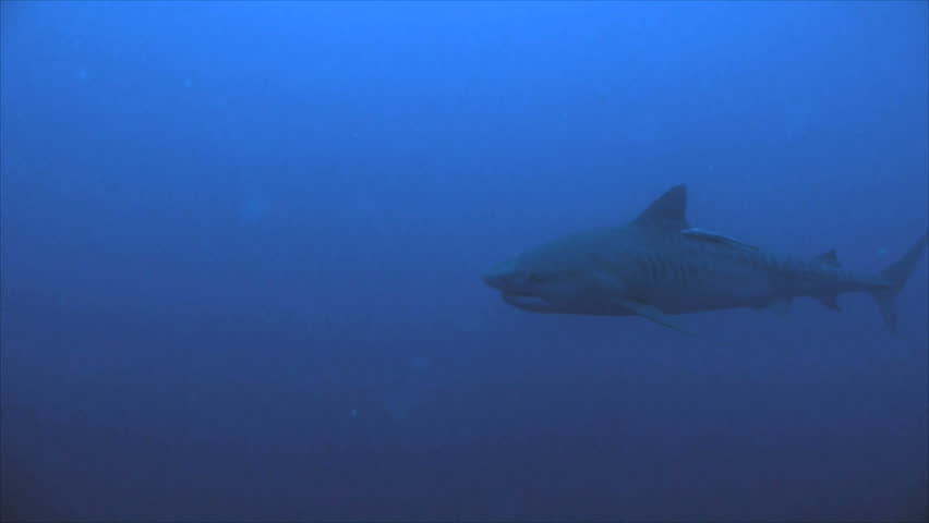 tiger shark silhouette