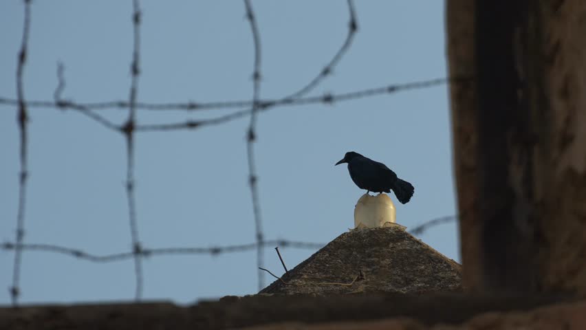 View of blackbird on roof through barbwire 