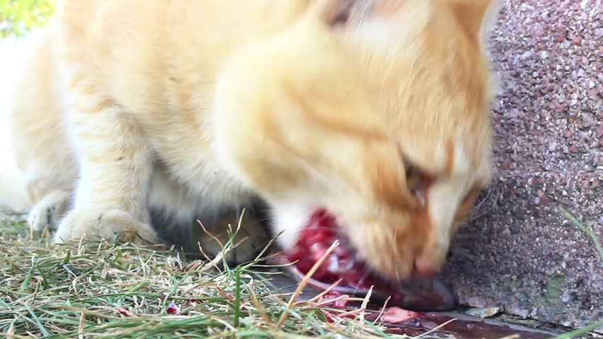 Young tabby cat with a bloody face, eating it's prey. Cat eating fresh fish.