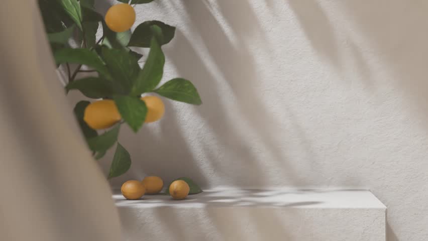 Lemon tree in front of white rustic wall with sunlight shade. Summer background scene with concrete countertop in shade for product display.
