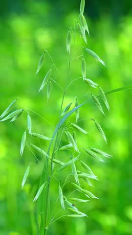 Wild Oats (Avena) Growing Macro Shot 4K 120fps Slow Motion