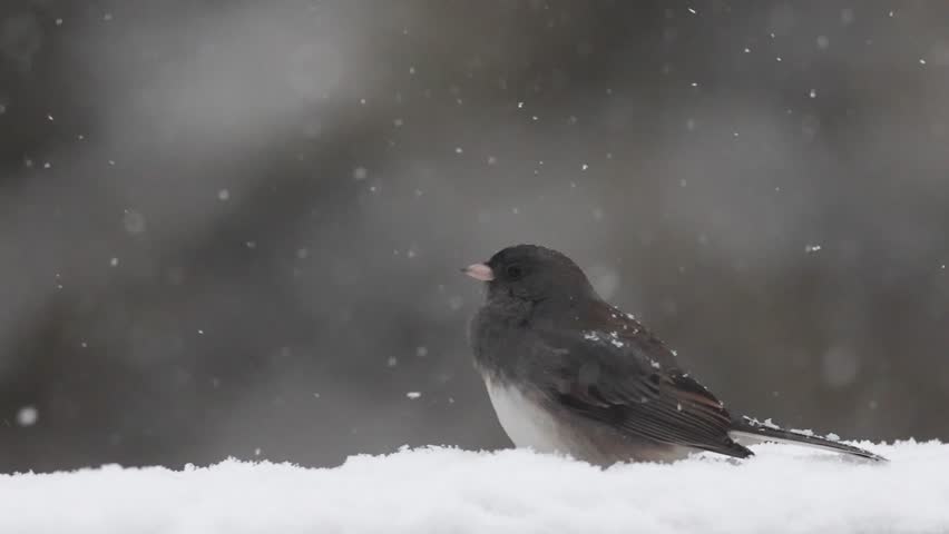 Dark Eyed Junco, Junco hyemalis, in snowstorm as he looks around with snow falling on his feathers