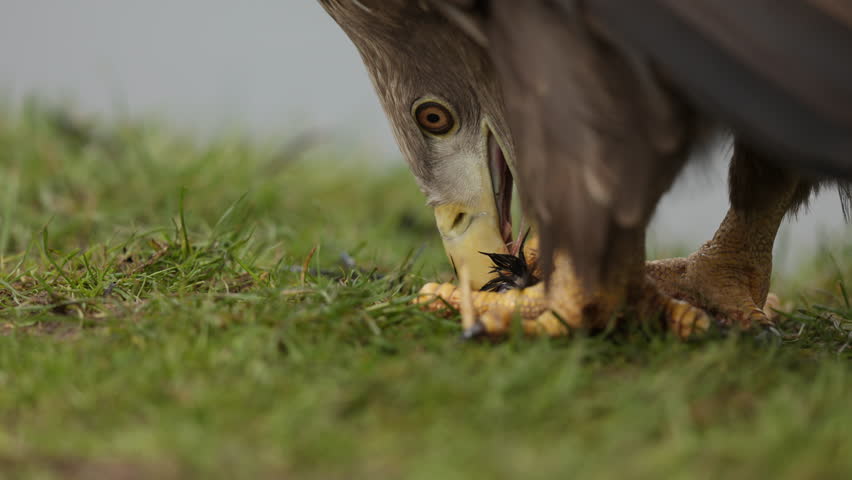 Eurasian sea eagle (Haliaeetus albicilla) tears prey apart gripped in talons