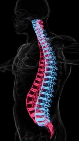 Lumbar Lordosis Vertical HQ Video | X-ray video showing Lumbar Lordosis in HQ