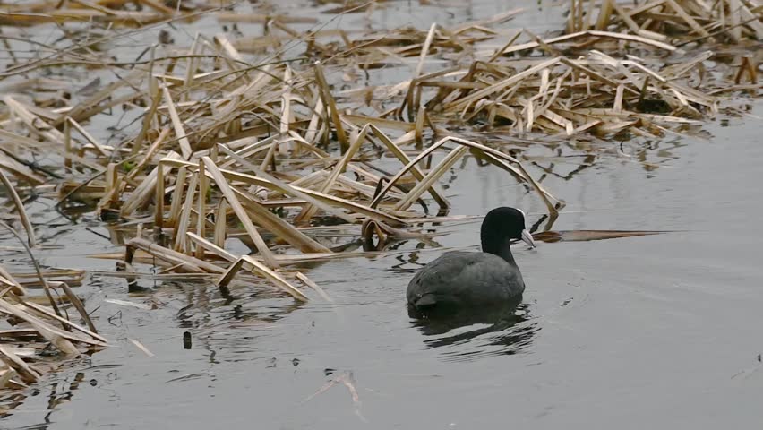 eurasian coot foraging in the rippling water of a swamp in Bourgoyen nature reserve, Ghent, Flanders, Belgium - fulica atra