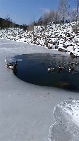 ducks walking on frozen lake