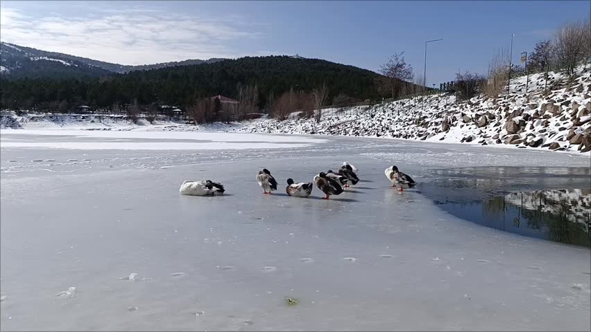 ducks walking on frozen lake