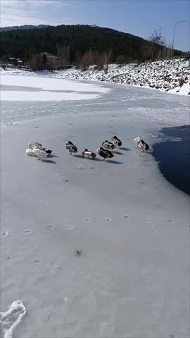 ducks walking on frozen lake