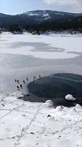 ducks walking on frozen lake
