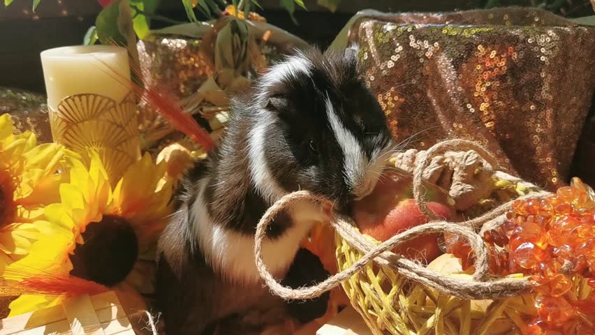 Cute and adorable little guinea pig eating an apple, summer background