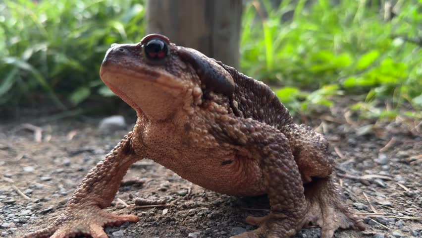 Extreme closeup view of a wild toad resting on the ground. 4K