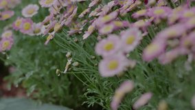 A close-up of pink daisy-like flowers with yellow centers, covered in tiny water droplets, set against a lush green background. - Powered by Shutterstock - Get 15% off with code: PIKWIZARD15