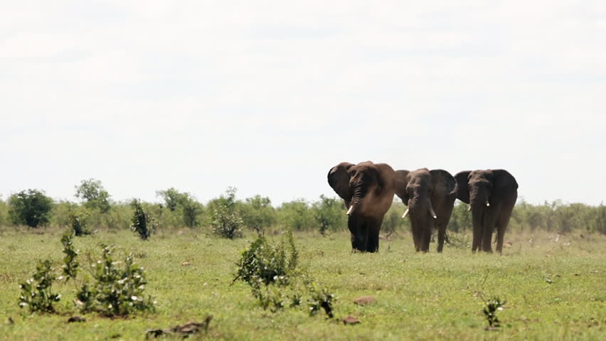 Three elephants walk across dry, dusty African savanna, heat shimmer