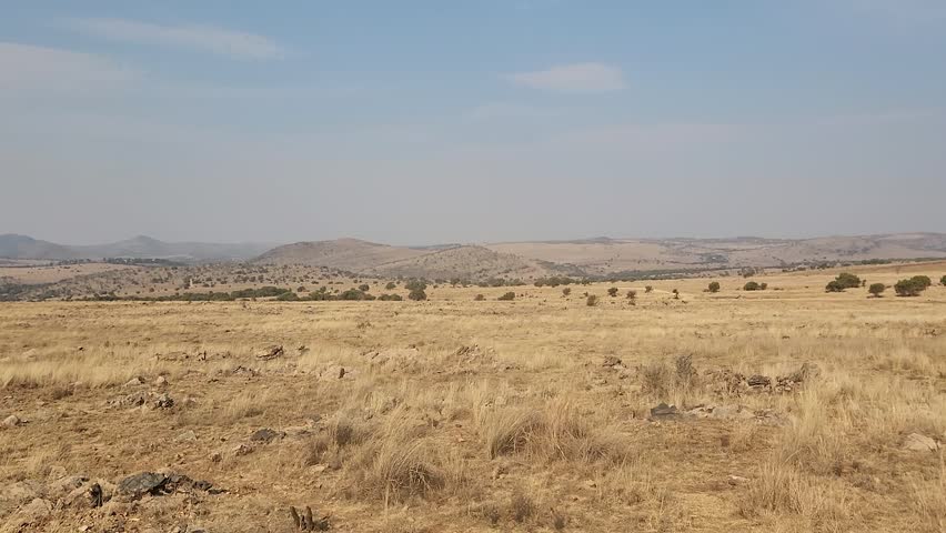 Sparse trees dot the golden terrain in the South African savanna.