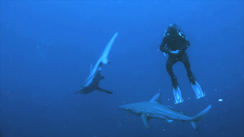 sharks and single scuba diver