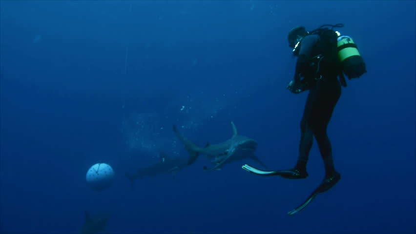sharks feeding on bait, scuba diver