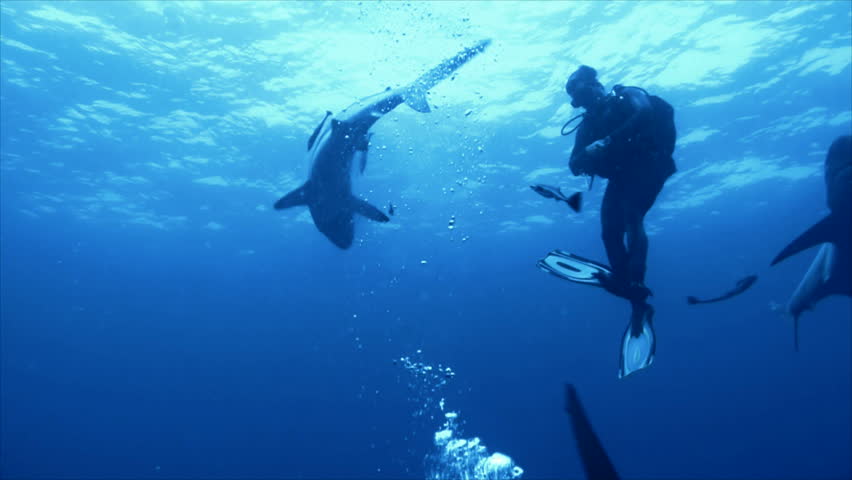 sharks surrounding single scuba diver