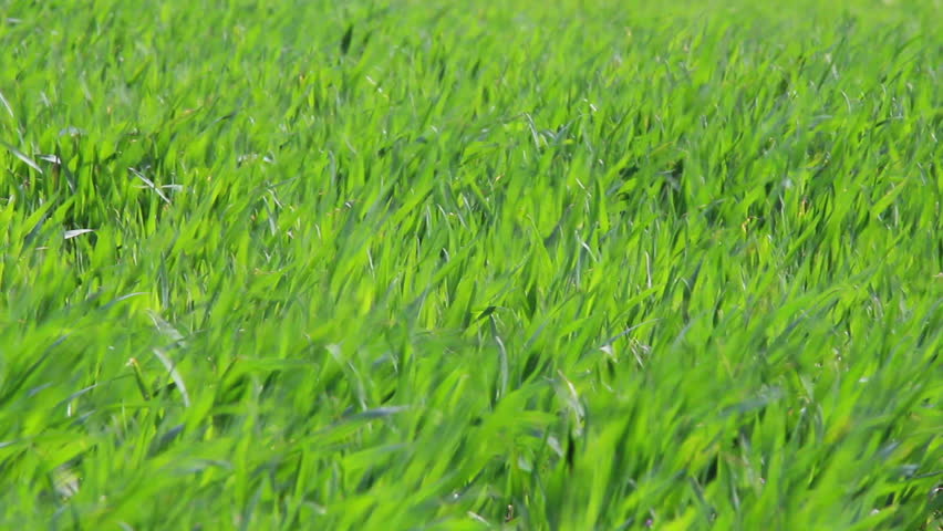 Green field landscape
