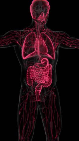 Chemotherapy Effects on Organs Vertical HQ Video | X-ray video showing Chemotherapy Effects on Organs in HQ