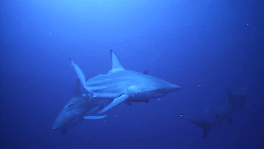 group of sharks meet group of scuba divers