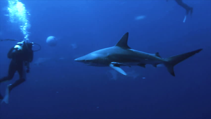 shark between scuba divers close
