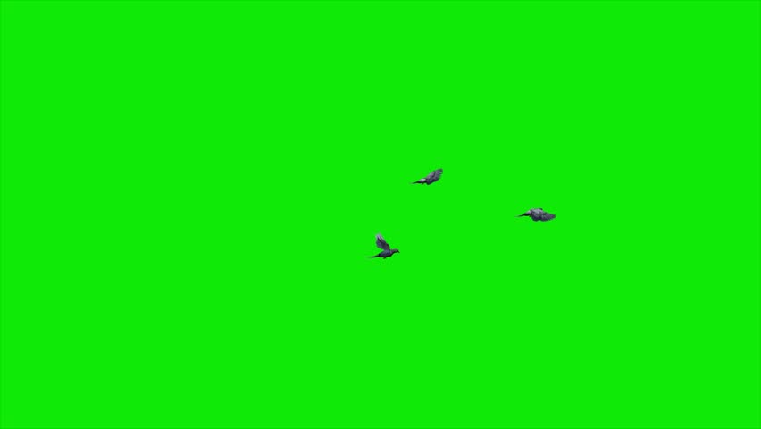 Flock of 3 Birds - Common Pigeons - Flying Transition Side Angle MS View - 4K UHD 3D animation with isolated on chroma key background with green screen