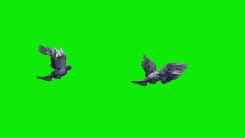 2 Common Pigeon Birds - Flying Over Green Screen Transition - Back Angle View - 4K UHD 3D animation with isolated on chroma key background