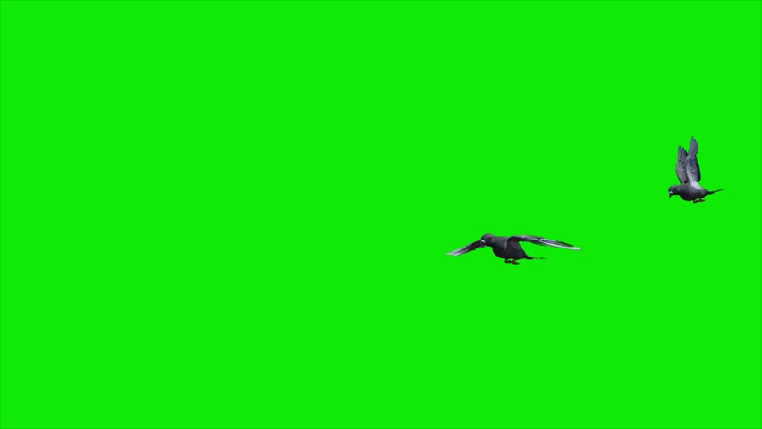 2 Common Pigeon Birds - Flying Over Green Screen Transition - Front Angle View - 4K UHD 3D animation with isolated on chroma key background