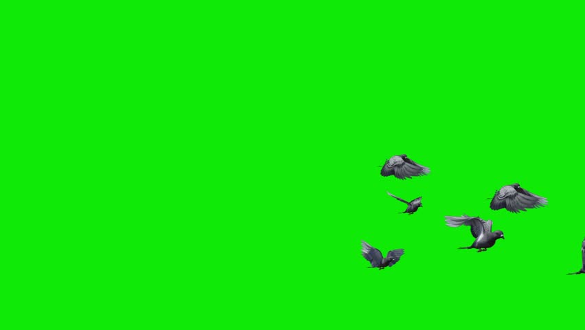 Flock of 7 Birds - Common Pigeon - Flying Transition Side Angle LS View - 4K UHD 3D animation with isolated on chroma key background with green screen