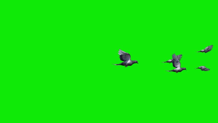 Flock of 5 Birds - Common Pigeon - Flying Transition Side MS View - 4K UHD 3D animation with isolated on chroma key background with green screen