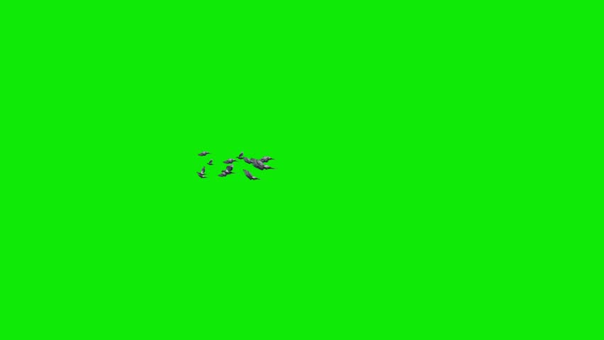 Flock of 12 Birds - Common Pigeon - Flying Transition Side LS View - 4K UHD 3D animation with isolated on chroma key background with green screen