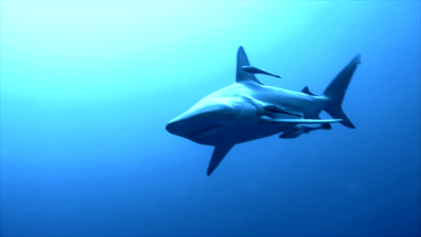 close shot of shark