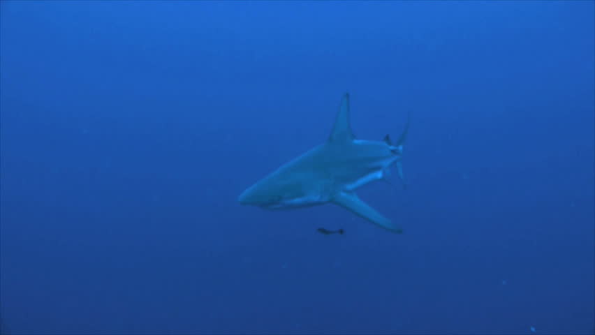 single oceanic blacktip shark