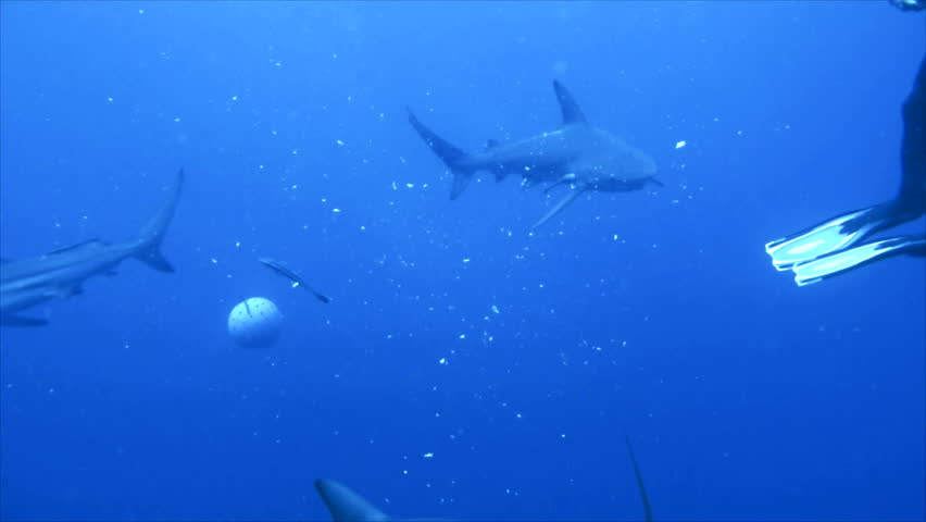 group of oceanic blacktip sharks