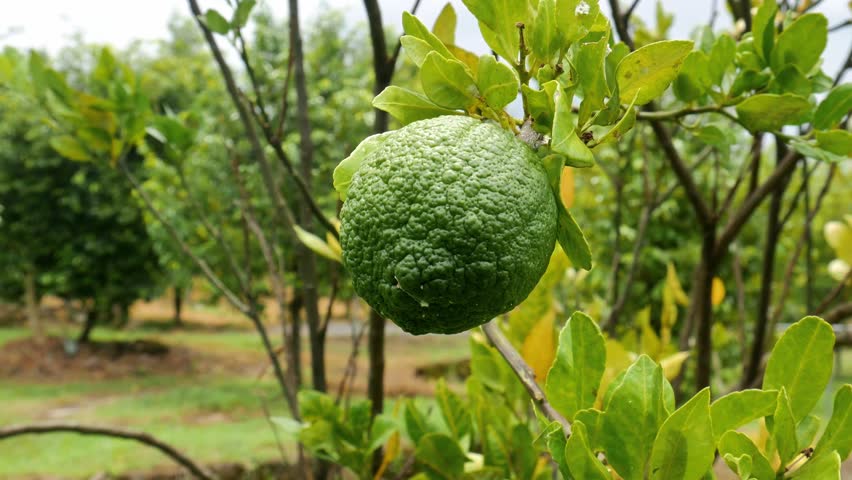 Lime tree with large, rough textured and uniquely shaped fruit, hanging from a tree branch with yellowish green leaves blowing in the wind, Background of a plantation with green grass and trees.