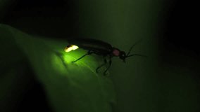 Firefly. Fireflies sticking to leaves and glowing desperately. - Powered by Shutterstock - Get 15% off with code: PIKWIZARD15