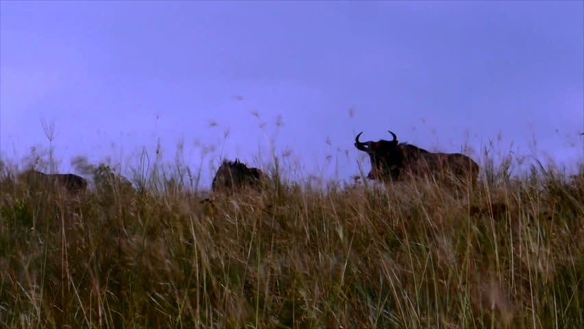 gnus wildebeest in african savanna