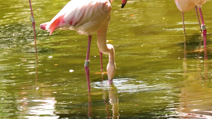 Flamingos wading and feeding in a pond
