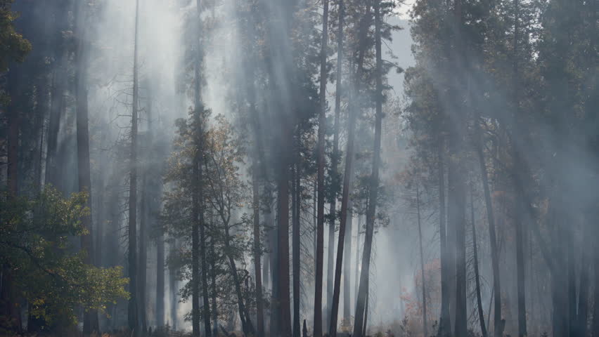 An eerily haunting and atmospheric view of a forest completely engulfed in thick smoke, illustrating the devastating and tragic effects of wildfires on Californias beautiful natural landscapes