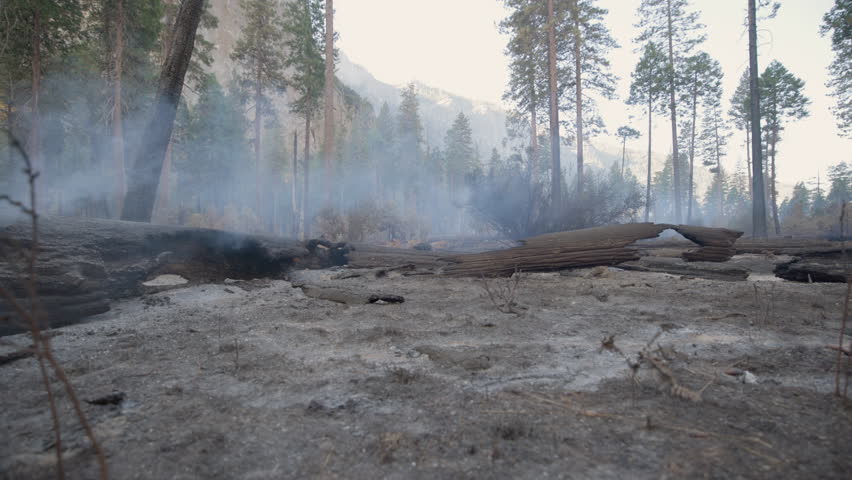 A hauntingly desolate forest landscape featuring charred, burned trees with smoke lingering and rising ominously in the background, vividly depicting the devastating aftermath of a recent wildfire