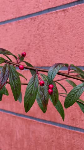 Rainy branch with berries in autumn 