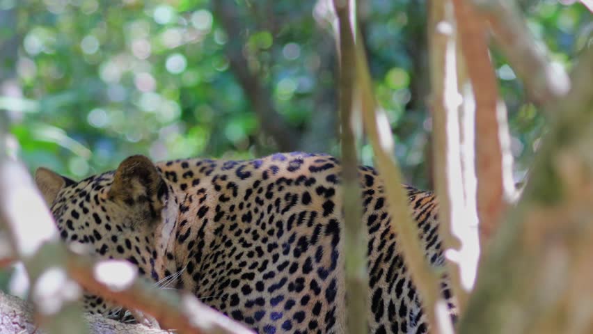 A Sri Lankan Leopard cub moves to look up at the camera in the jungles of Wilpattu National Park, Sri Lanka