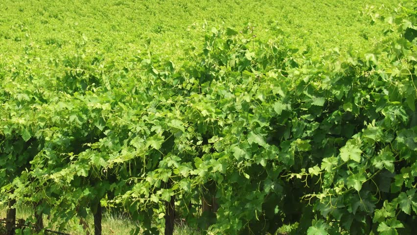 Vineyard landscape at McLaren Vale in South Australia shows rows of grapevines growing in a picturesque wine region, ideal for projects related to wine, travel, and nature.