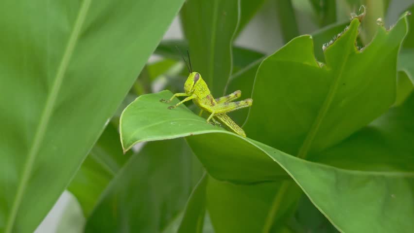 Grasshopper jumping on a ginger leaf. 4k footage
