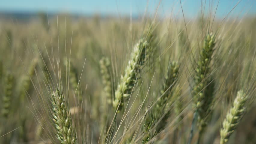 Wheat Stalks in the Summer Sun
