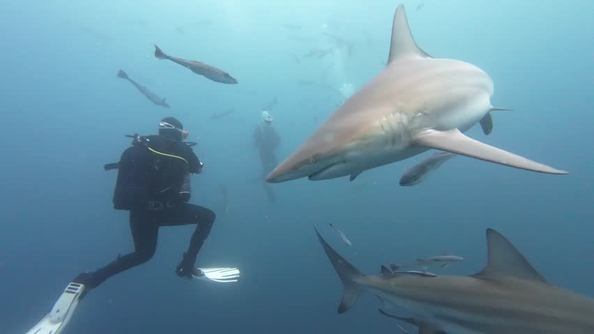 Oceanic blacktip sharks circling diver near aliwal shoal, south africa, presenting mesmerizing underwater marine interaction revealing raw predator behavior in natural habitat